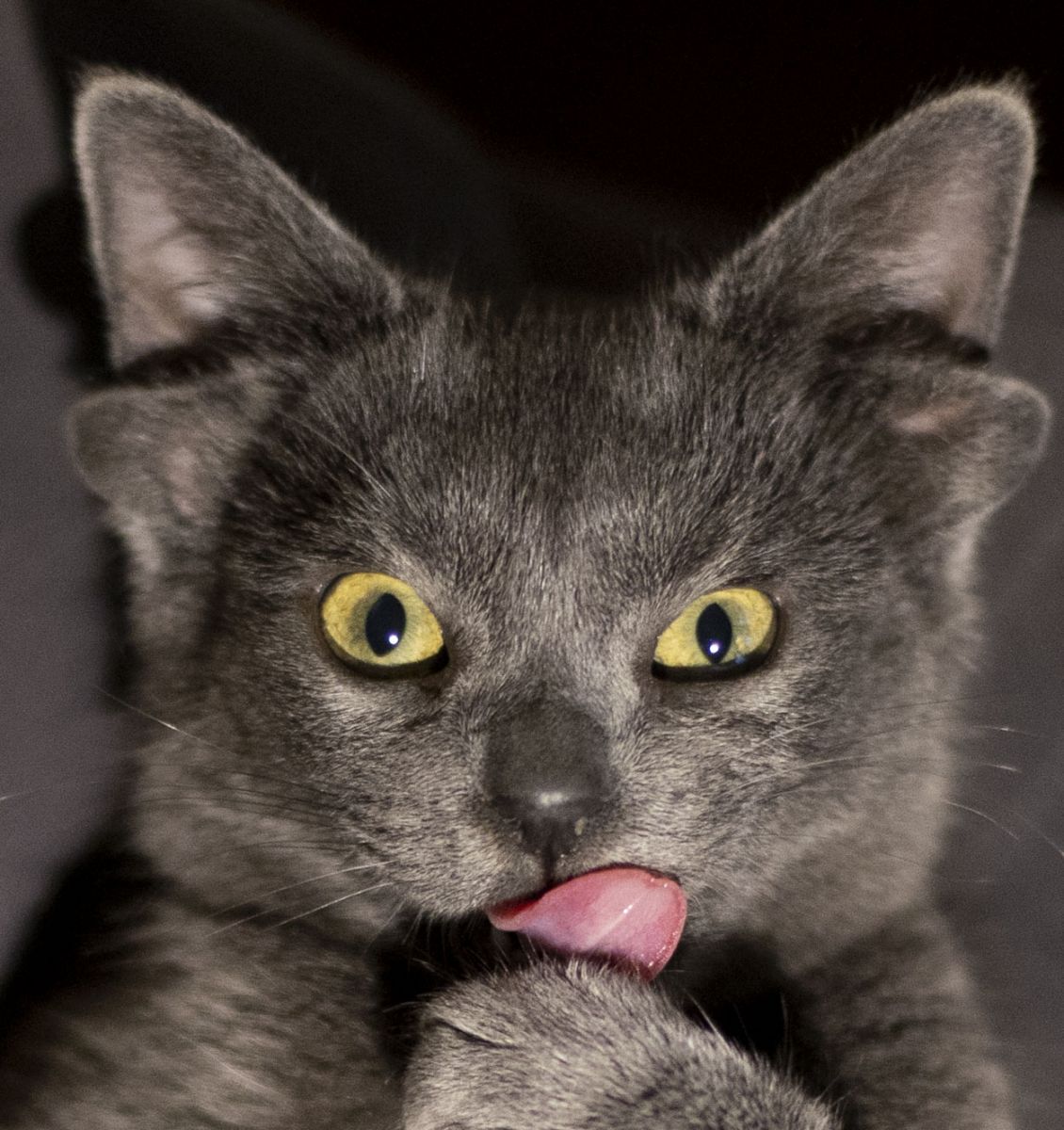 Dört kulaklı kedi görenleri şaşırtıyor